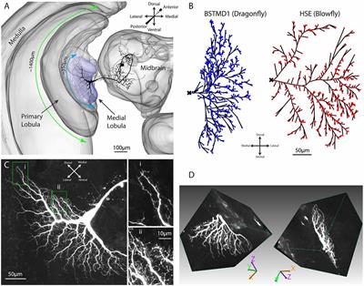 Modeling Nonlinear Dendritic Processing of Facilitation in a Dragonfly Target-Tracking Neuron